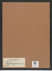 Polymyxus sp. (de-Toni-Nr.: Genus 228) Zeichnungen Sammlung Grunow Mappe 05383 (Herbarium_W_Grunow_drawings_Folder_05383)